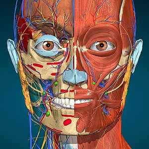 Logo Anatomy Learning APK